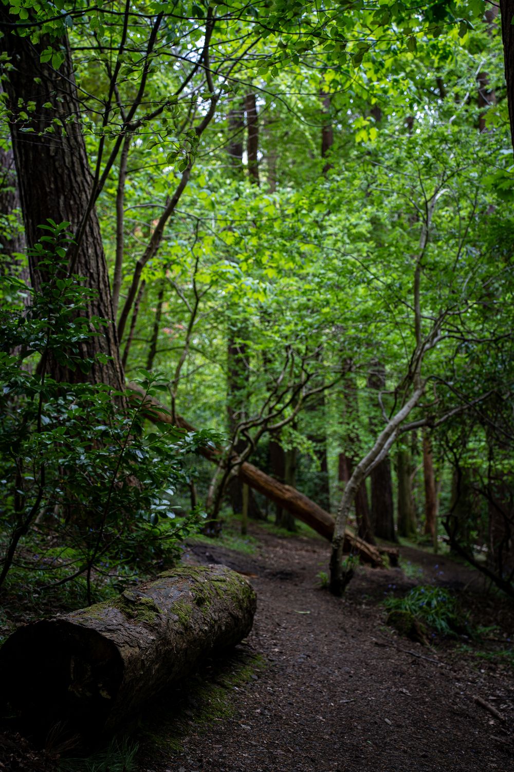 A winding dirt path through a dense forest with fallen logs and vibrant green foliage.