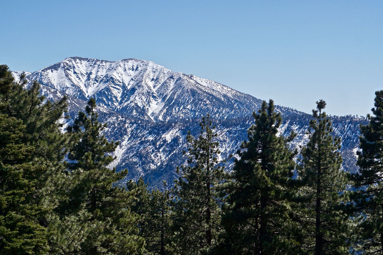 snow capped mountain with pine trees