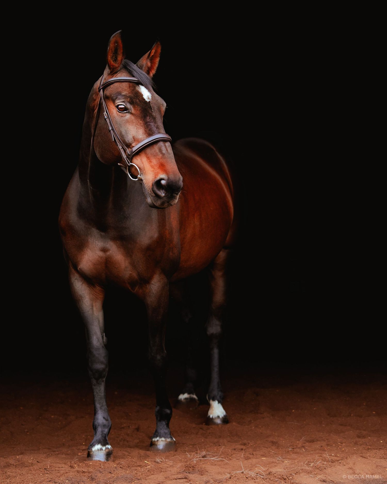 Professional studio portrait of a bay horse with tack against a dark background.