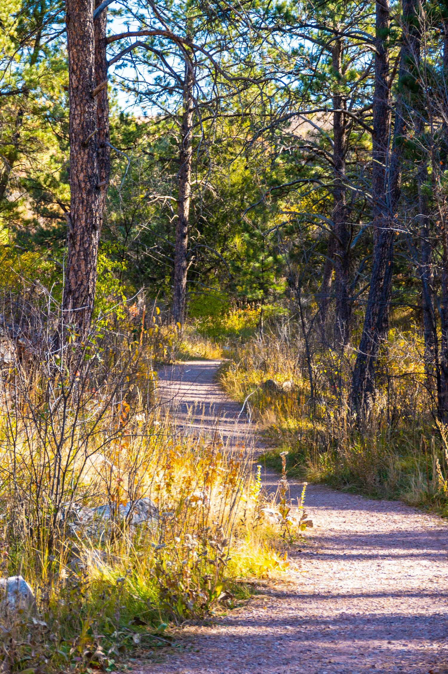 Winding dirt path through a sunlit pine forest with tall trees and golden grasses.