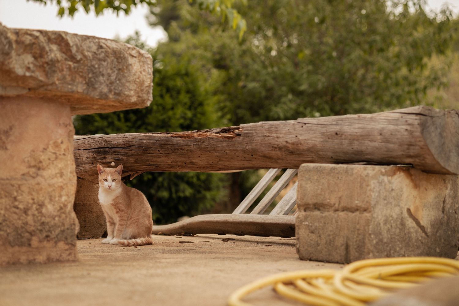 cat under a bench in Mallorca