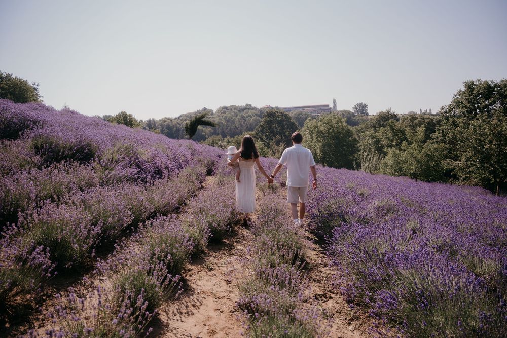 Couple holding hands walking through rows of blooming purple lavender fields on a sunny day.