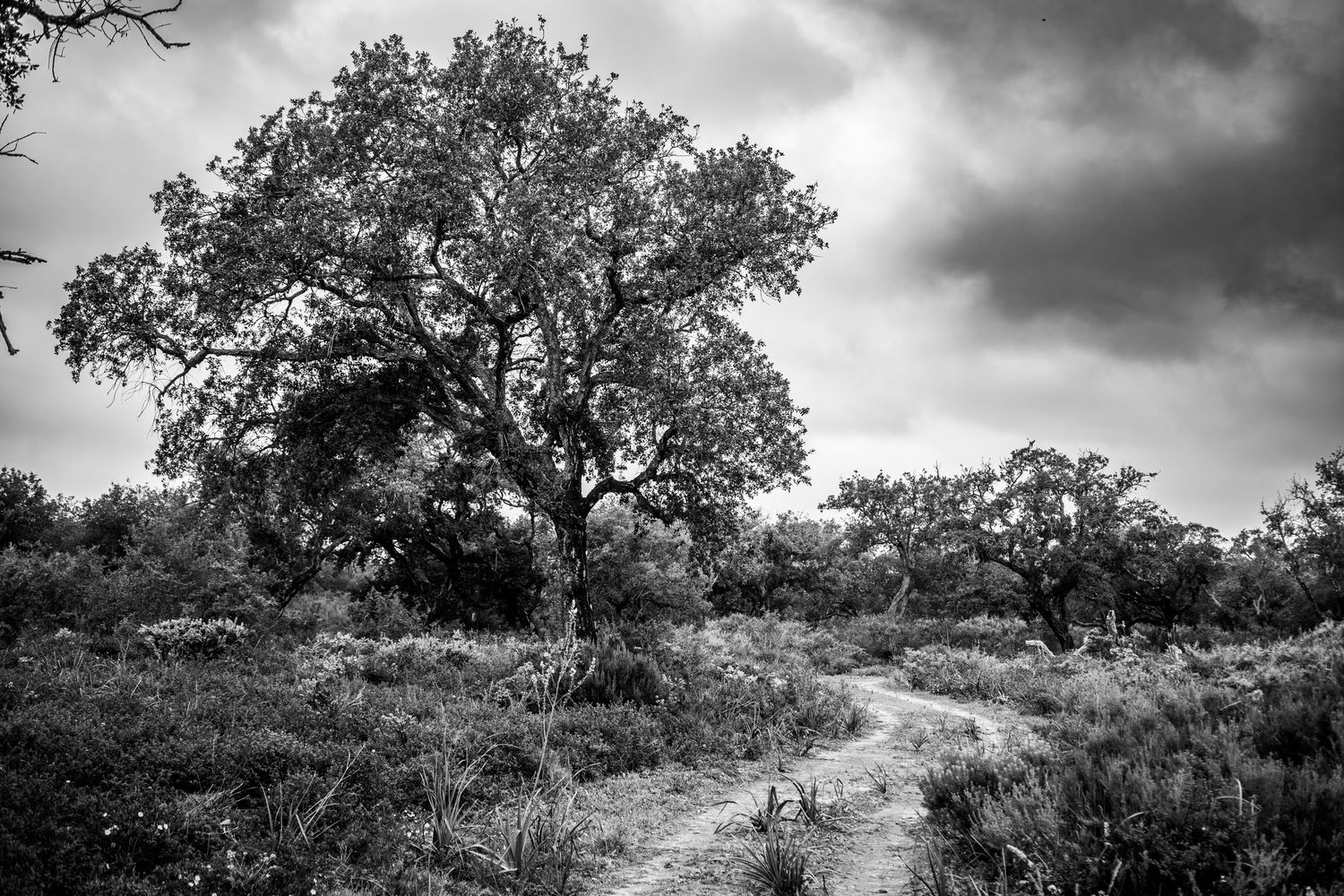 A stunning tree in the morning by bunker Beach in Sotogrande. Black and white.