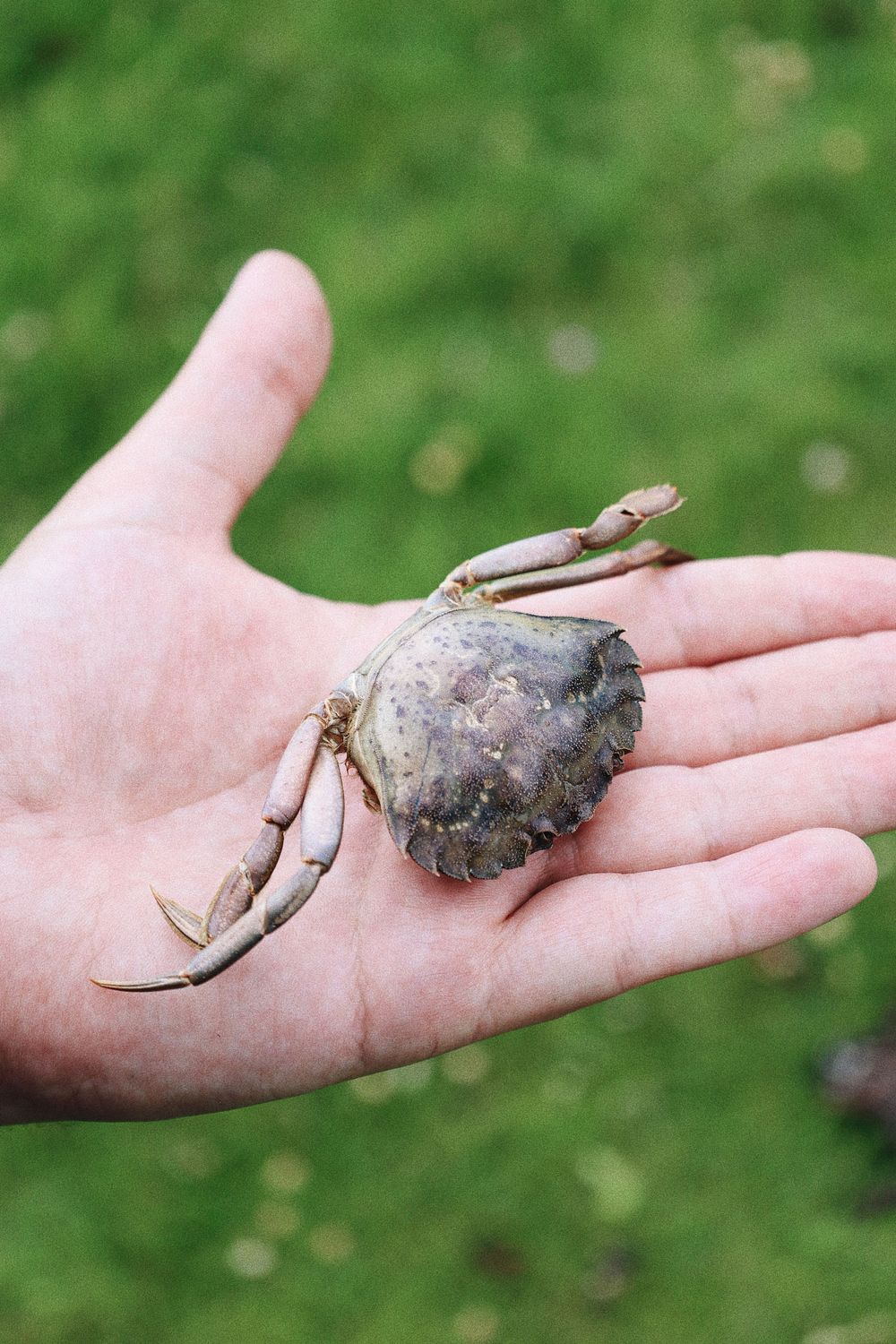 Small crab being held gently in an open palm against green grass background.