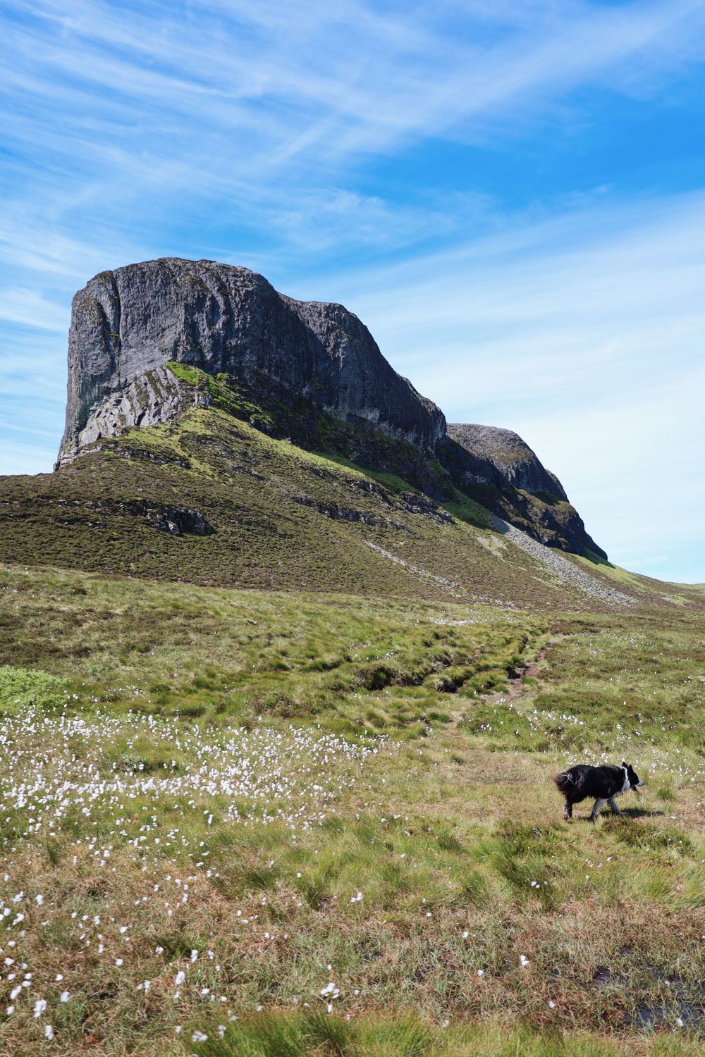 Rugged mountain landscape with wildflowers and a black dog in the distance.
