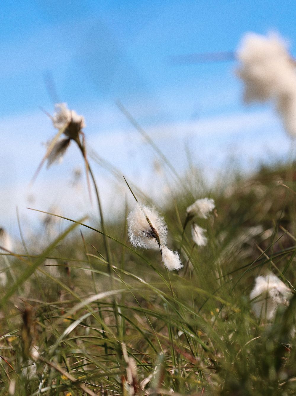 Close-up of white cotton grass swaying in the wind against blurred natural background.