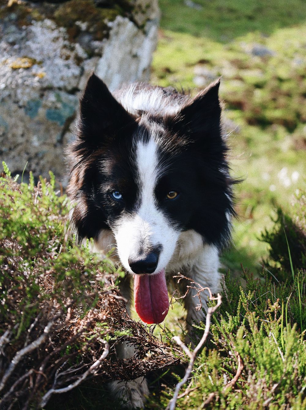 Black and white border collie peeks through heather and grass with playful expression and tongue out.