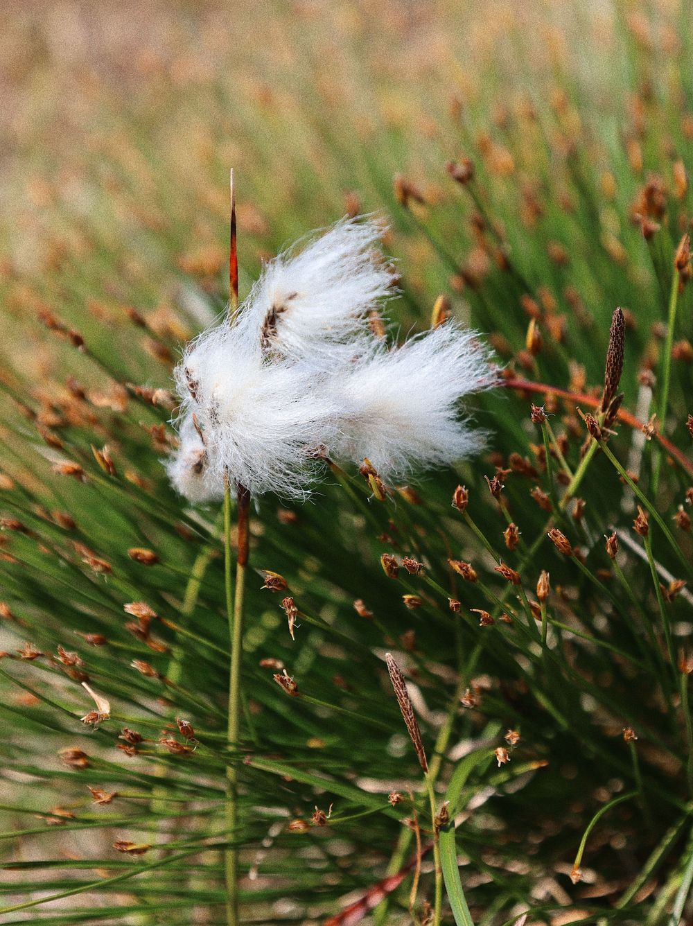 Delicate white fluffy seedheads of wild grass or dandelion against green background.