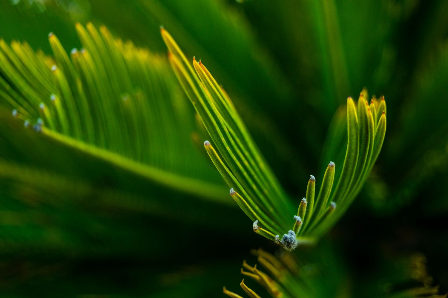 Macro photograph of bright green pine needles in sharp detail.