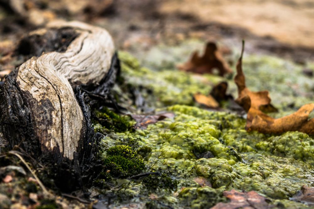 Close-up of weathered driftwood and green moss on forest floor showing natural decomposition and growth.