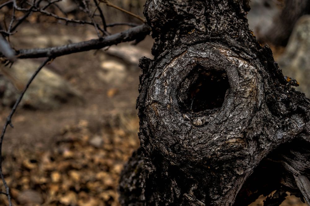 Dark hollow knot in weathered tree trunk creates mysterious natural opening.
