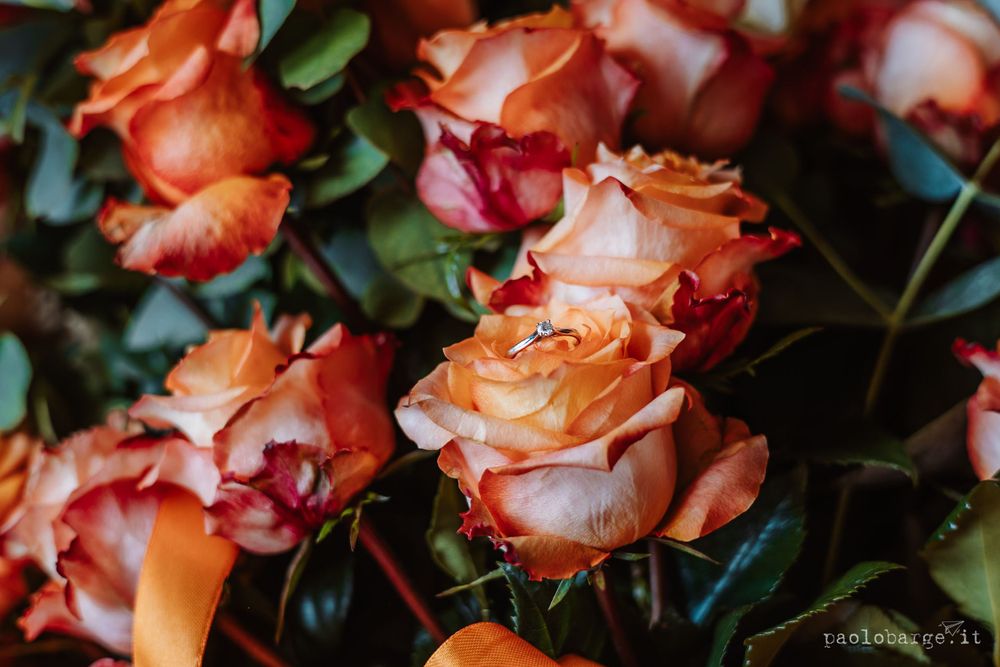 Close-up of coral and peach colored roses with green foliage.