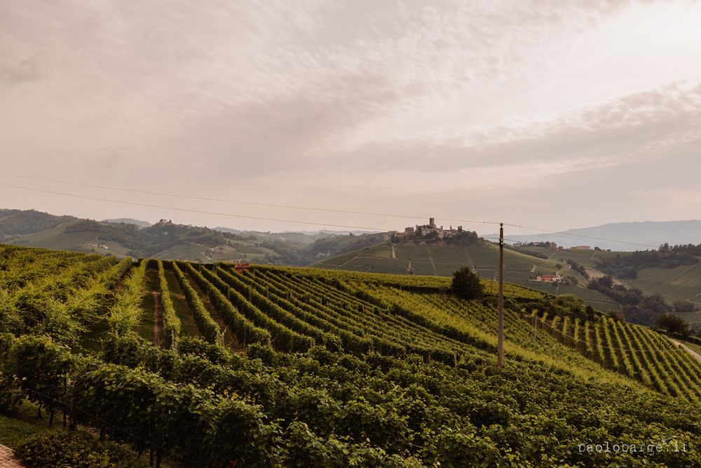Rolling hills covered in neat rows of vineyard grapevines under a misty sky.