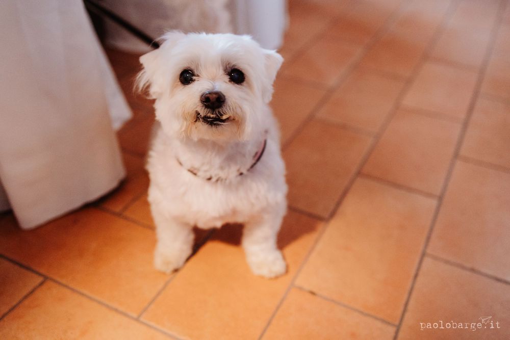 Small white fluffy dog sitting on terracotta tiles at wedding venue.