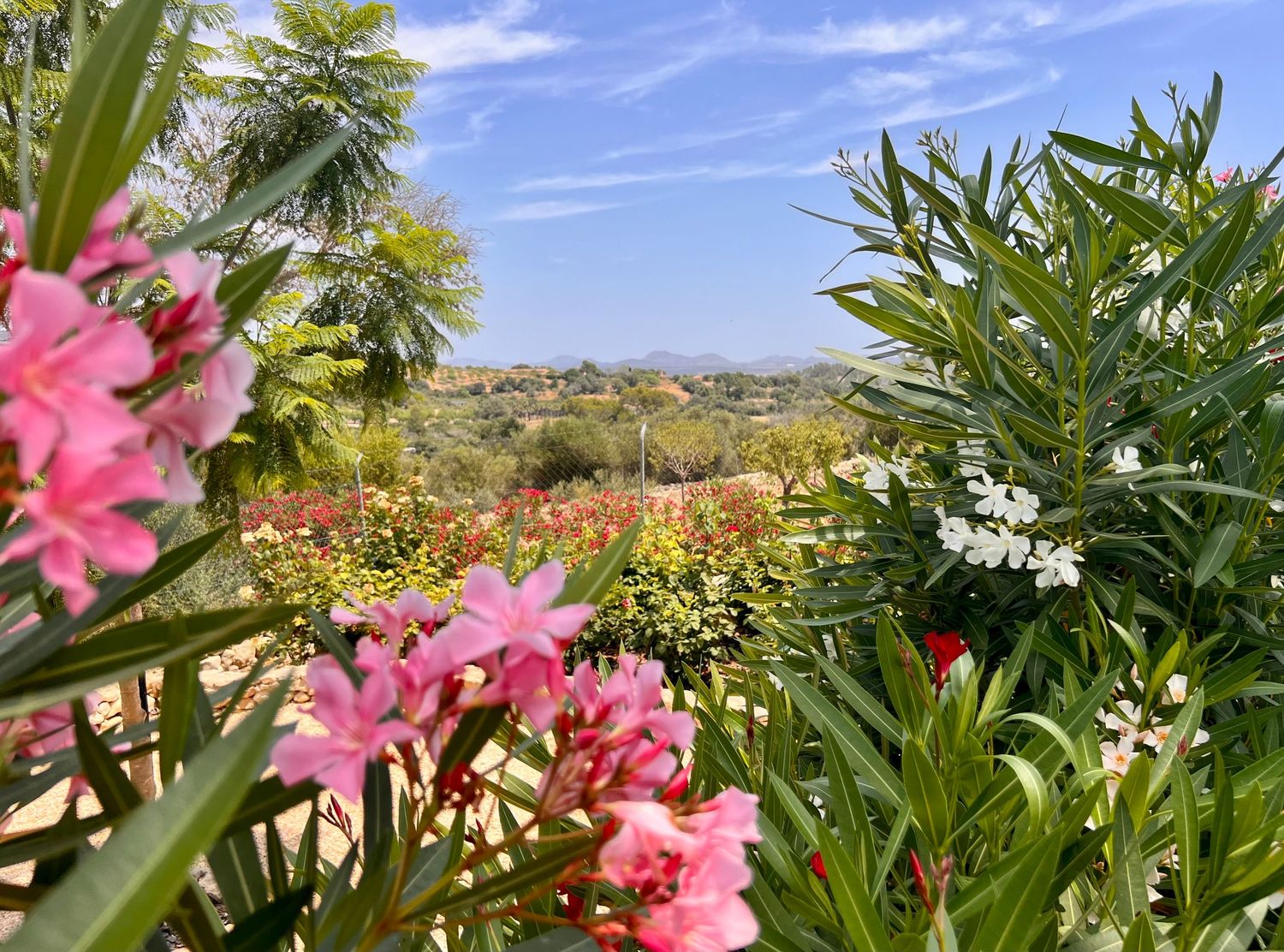 Pink oleander flowers frame a scenic hillside landscape view with palm trees and blue sky in the Mediterranean.