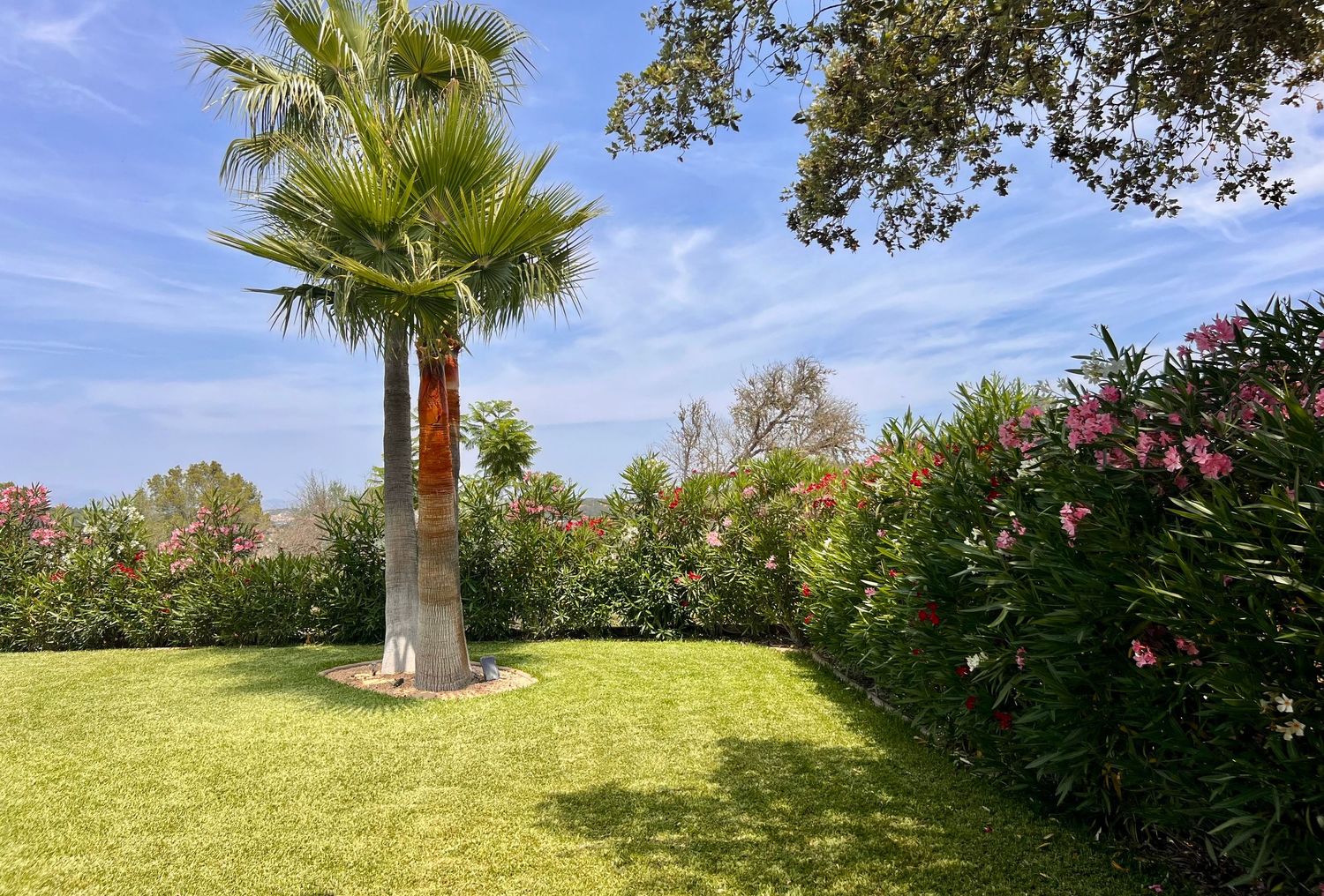 A panoramic view of a lush garden landscape with palm trees, flowering bushes, and a vibrant green lawn.