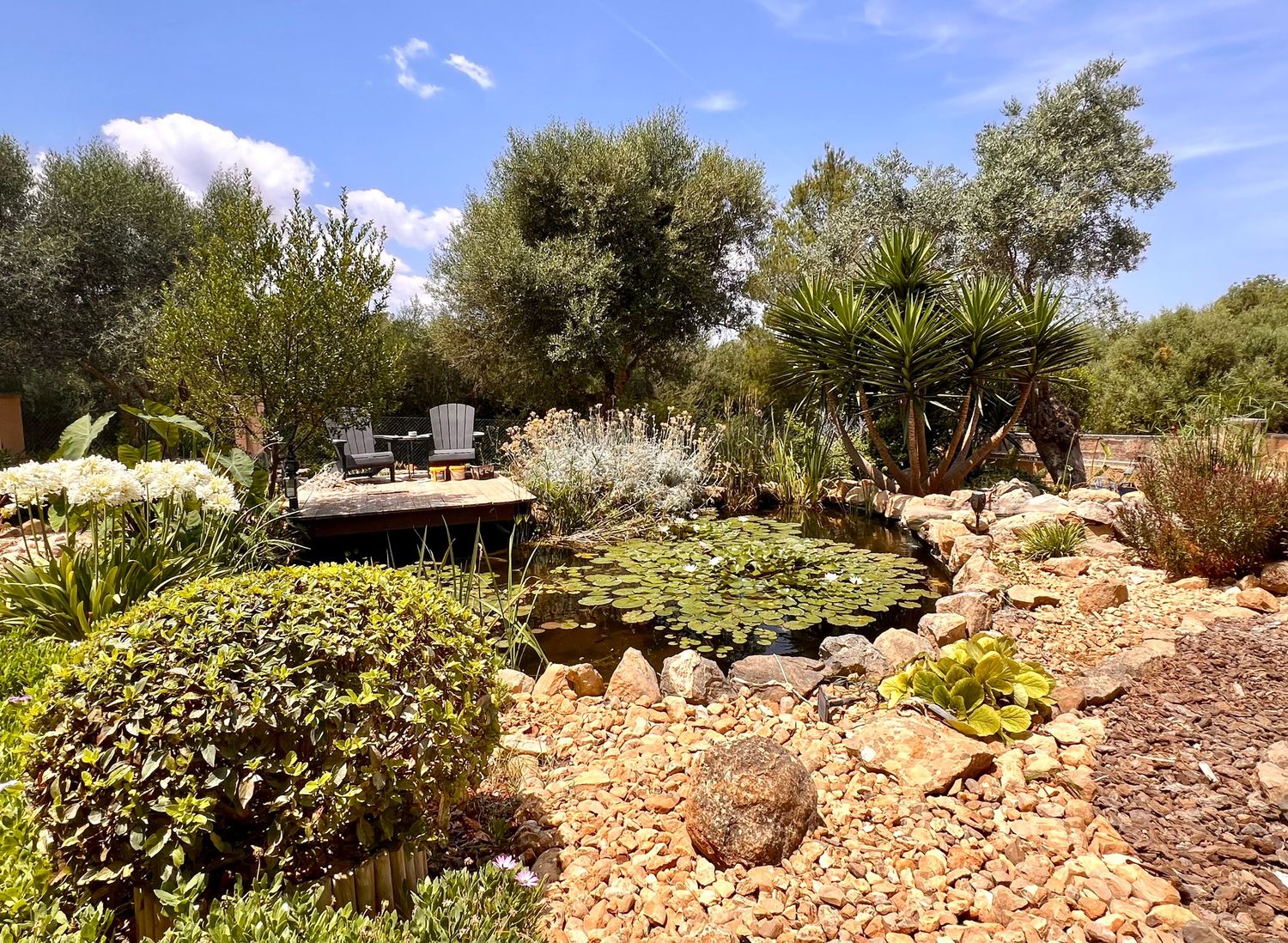 Tranquil garden pond surrounded by rocks and lush vegetation with a wooden bench under sunny blue skies.