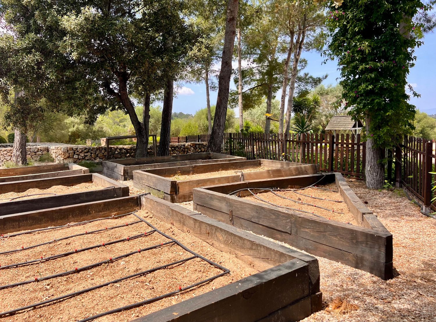 Multiple raised garden beds made of wooden planks filled with soil in a sunny outdoor yard with trees in the background.