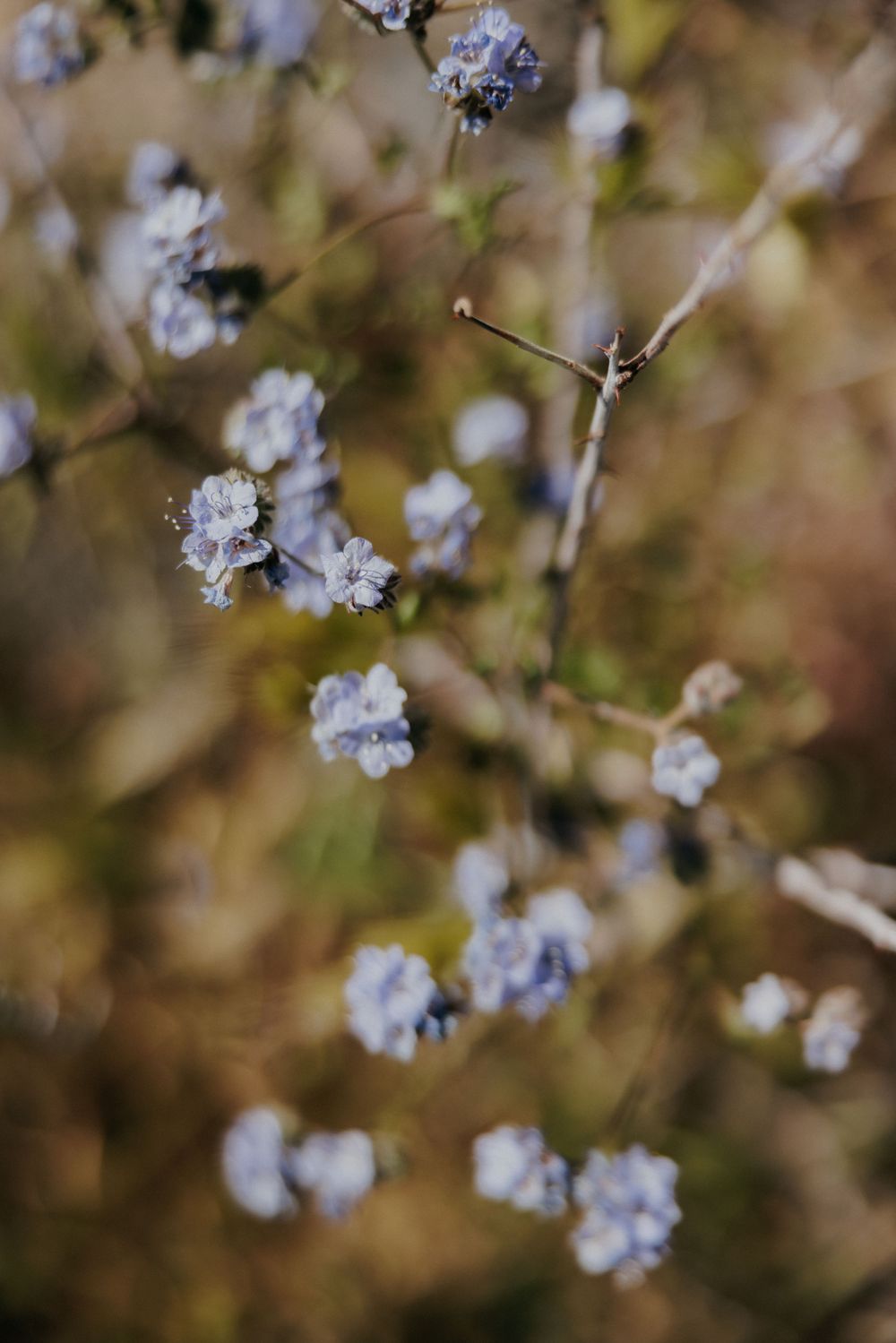 Close-up of delicate light blue wildflowers blooming against a blurred natural background.