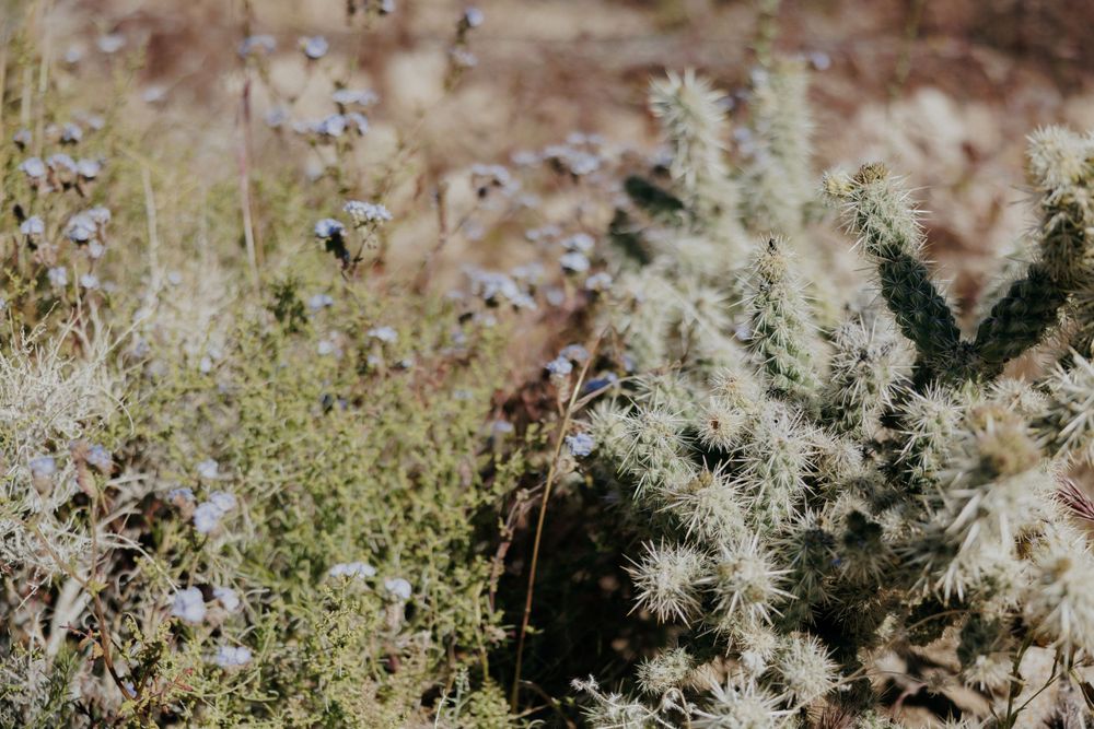 Desert wildflowers and native plants growing in natural landscape.