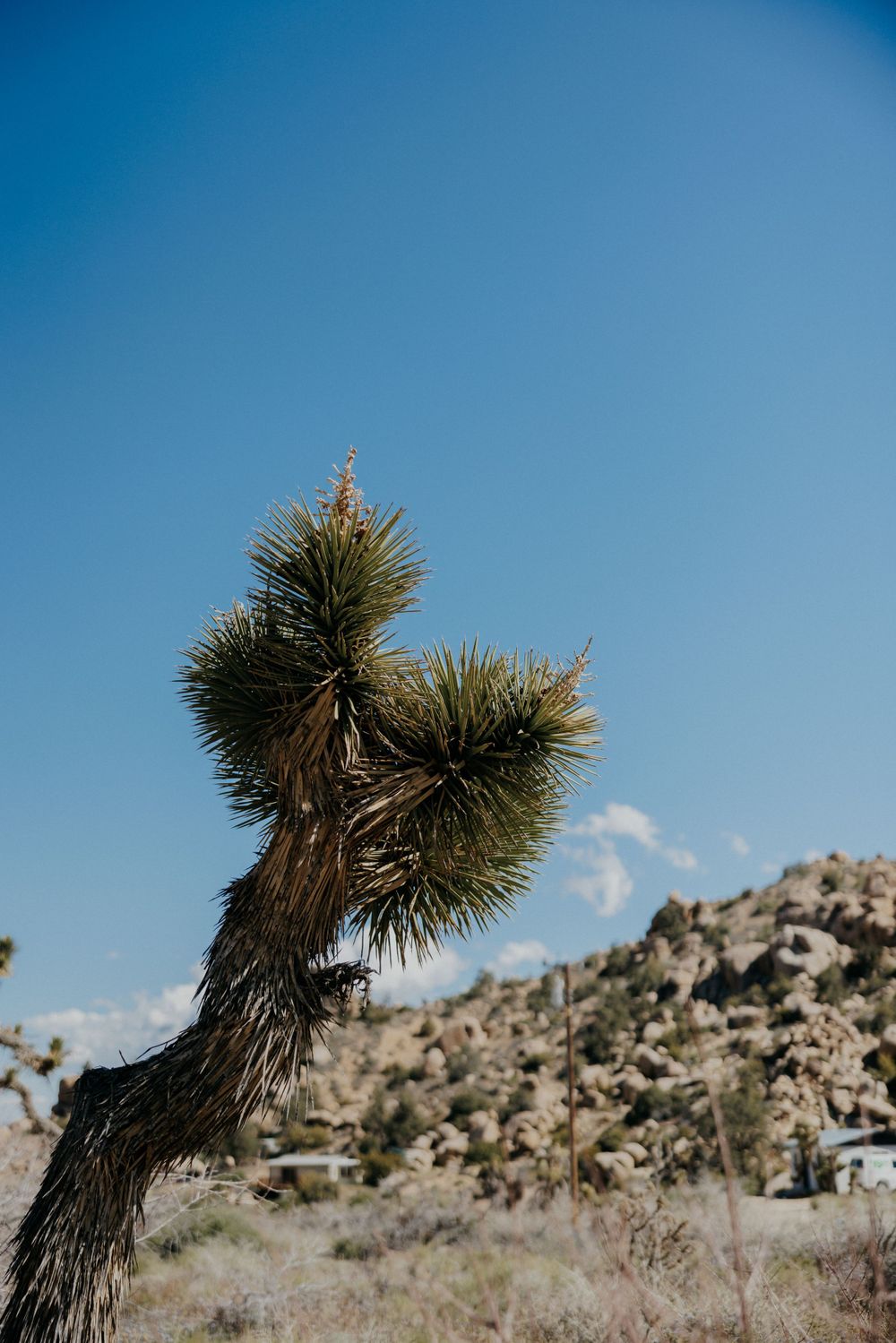 A Joshua tree stands against a bright blue sky in a desert landscape with rocky mountains in the background.