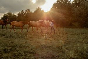 Herd of horses grazing in a pasture at sunset with golden light illuminating their silhouettes.