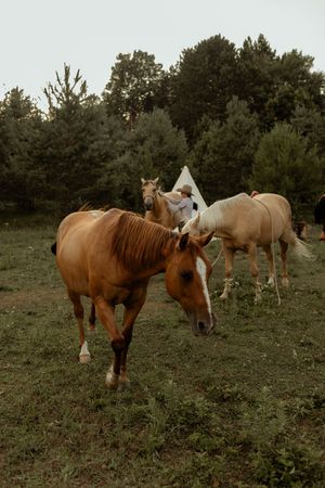 Three beautiful horses graze together in a grassy field bordered by pine trees at dusk.