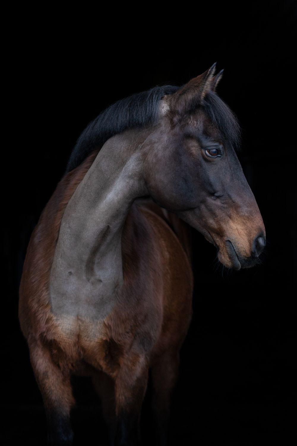 A bay horse photographed in profile against a dark background showing its muscular neck.