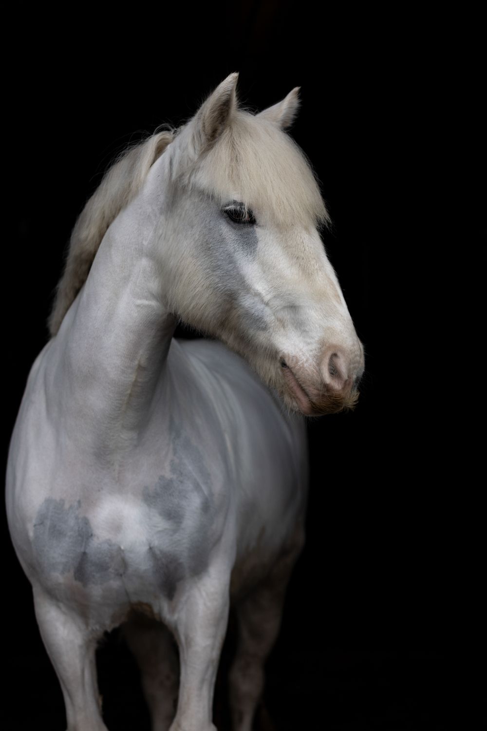 Portrait of a majestic white horse against a black background showing its noble profile.