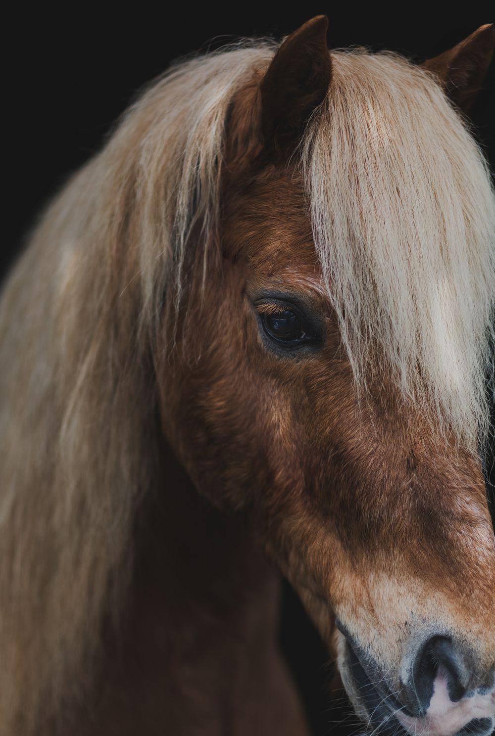 Close-up portrait of a brown horse with flowing white mane against dark background.