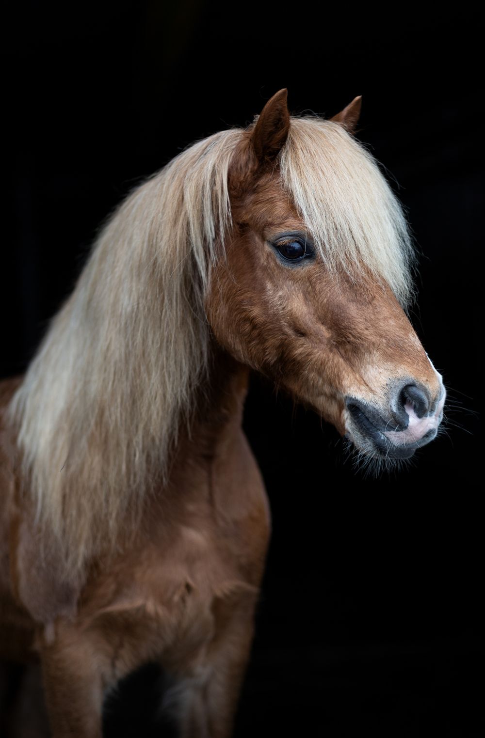 A chestnut pony with striking blonde mane poses against a black background.