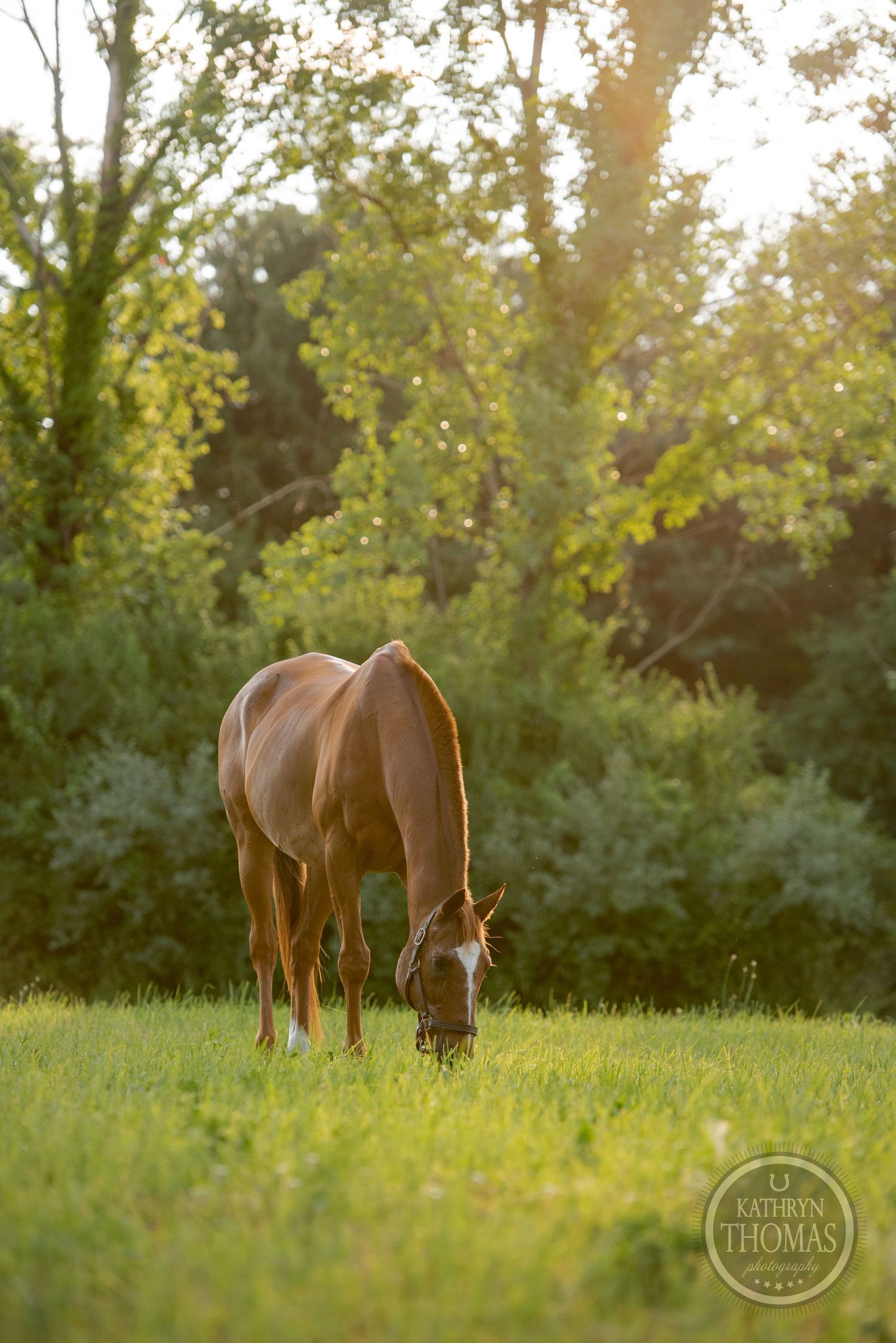 A horse grazes in a green field during golden hour with trees in the background.