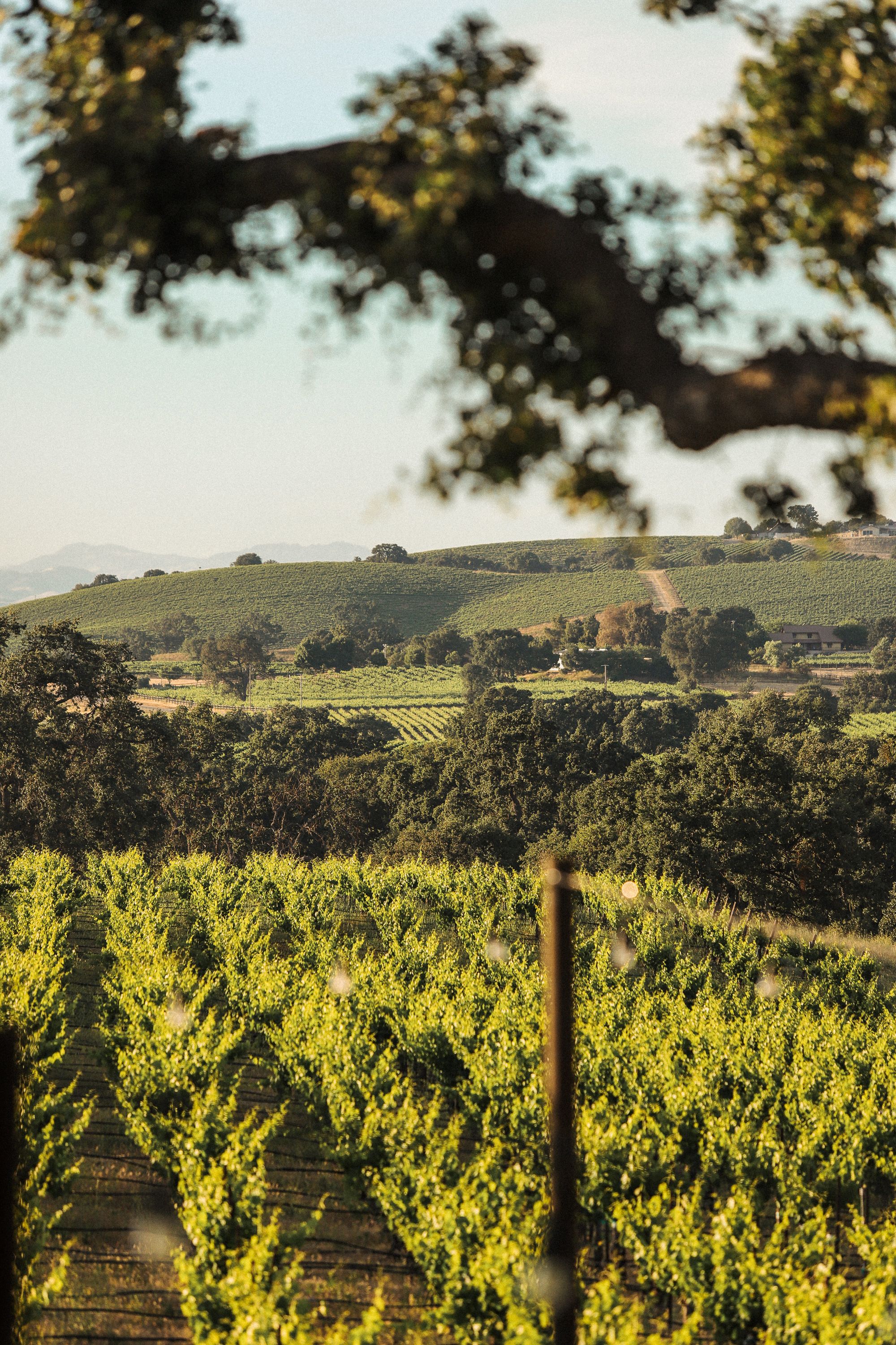 Scenic vineyard landscape with rolling hills and trees in golden evening light.