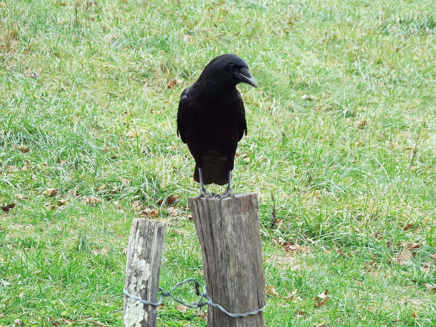 Ravens by Ravenbluff.com, j. Holbrook