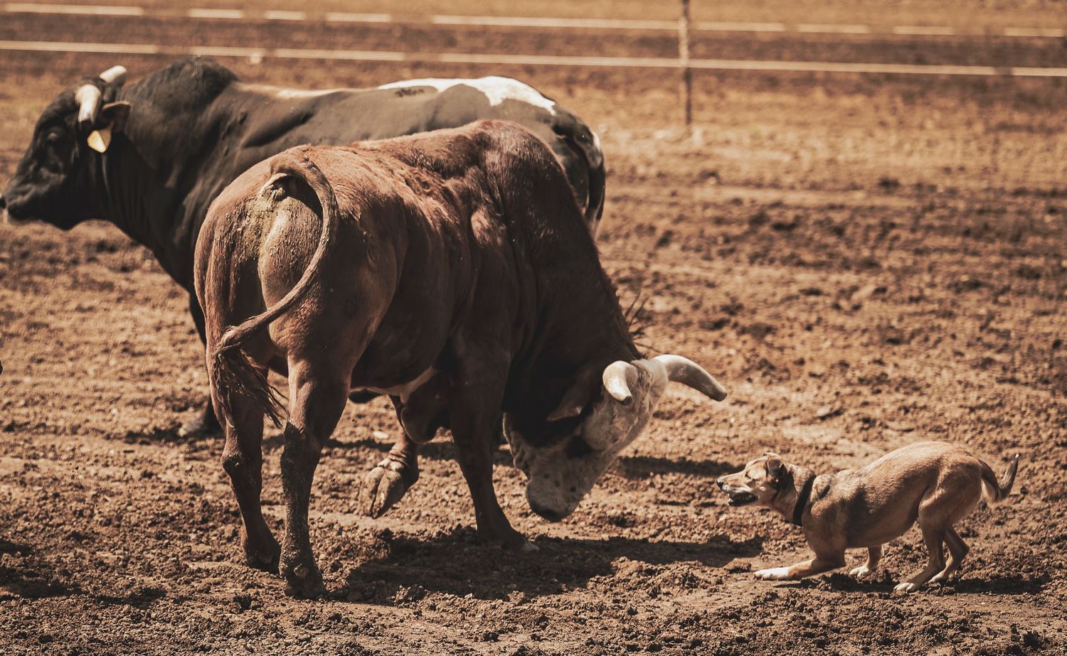 Large bull standing in a dusty arena with a small dog nearby.