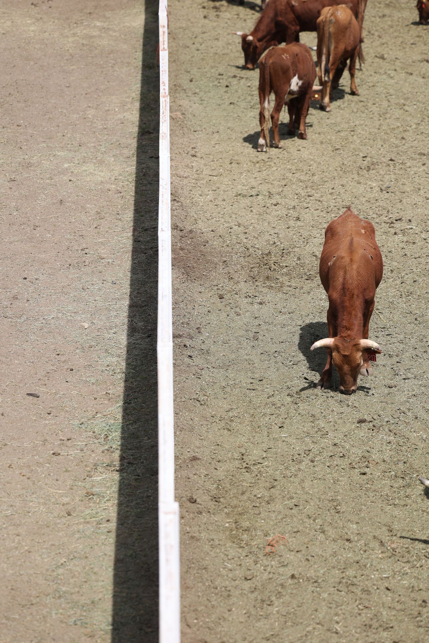 Brown cattle lined up along a white boundary line in a dirt pen.