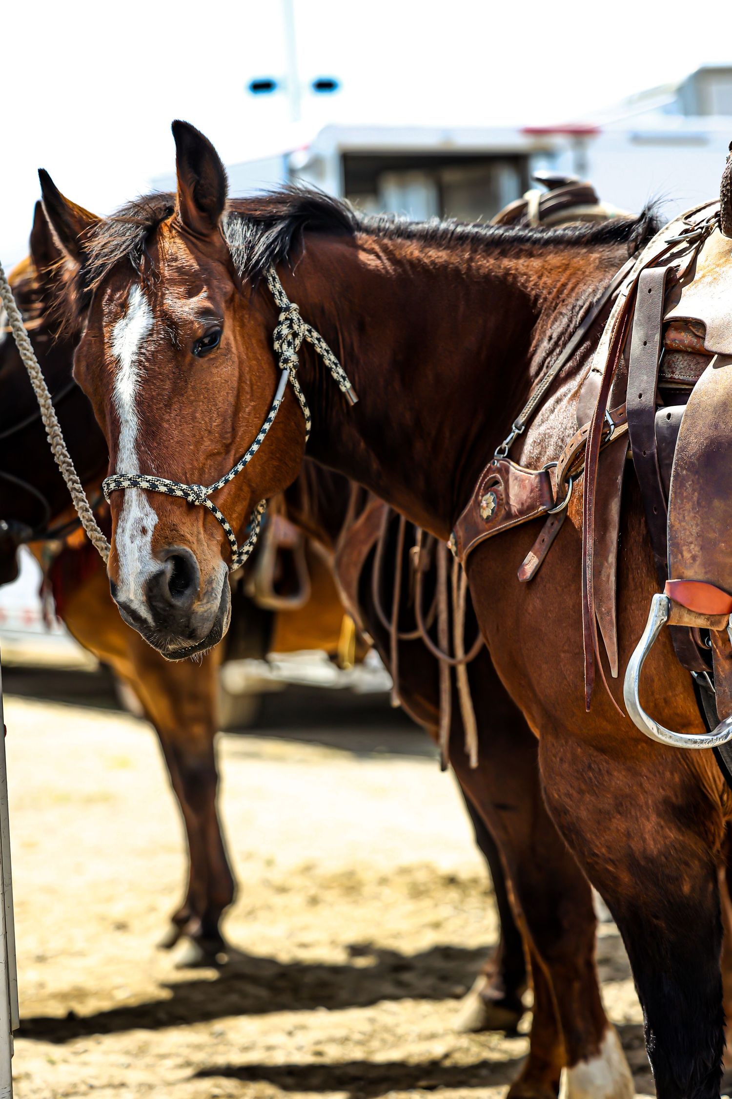 A saddled brown horse with decorative bridle equipment stands tethered at a Western riding event.