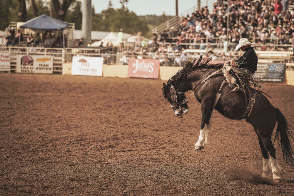 A horse and rider perform in a dusty rodeo arena with advertising banners and crowded stands in background.