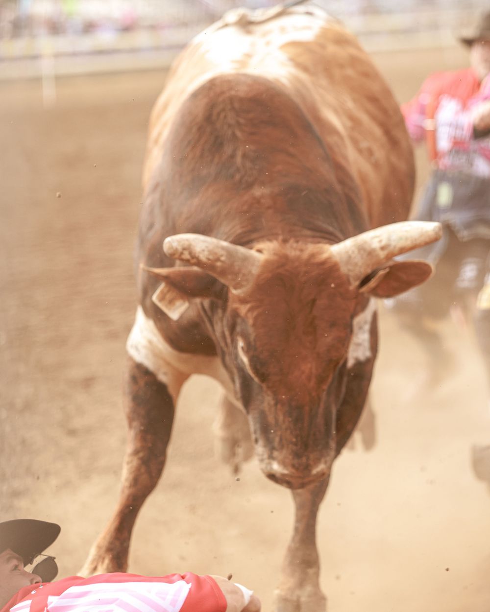 A large brown and white longhorn bull charging toward a fallen rodeo rider in a dusty arena.