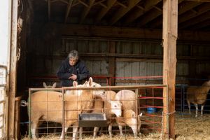 Farmer tending to sheep in wooden barn enclosure.