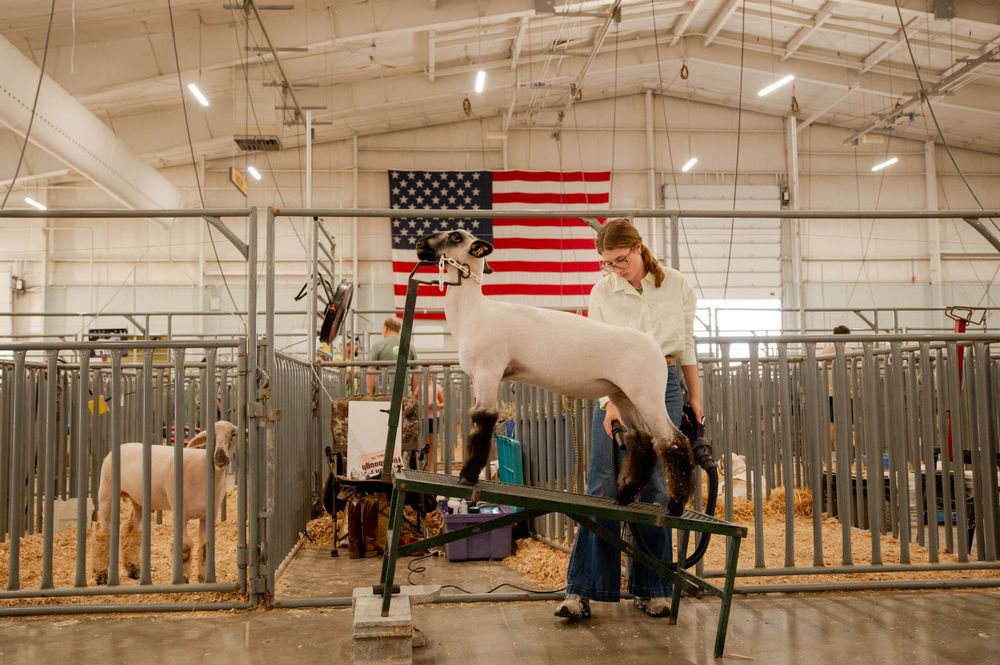 Cattle showing preparation at indoor arena with American flag displayed.
