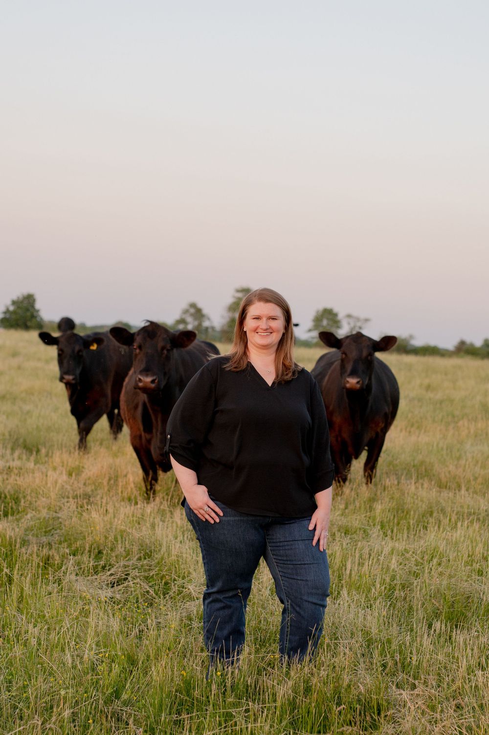 Black Angus cattle grazing in pasture during sunset with rancher.