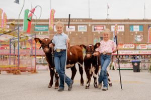 Youth showing cattle at county fair with carnival rides in background.