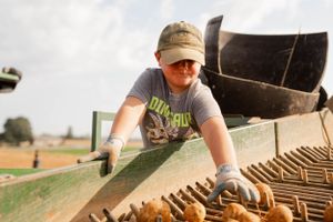 Farm worker sorting produce on agricultural equipment during harvest season.