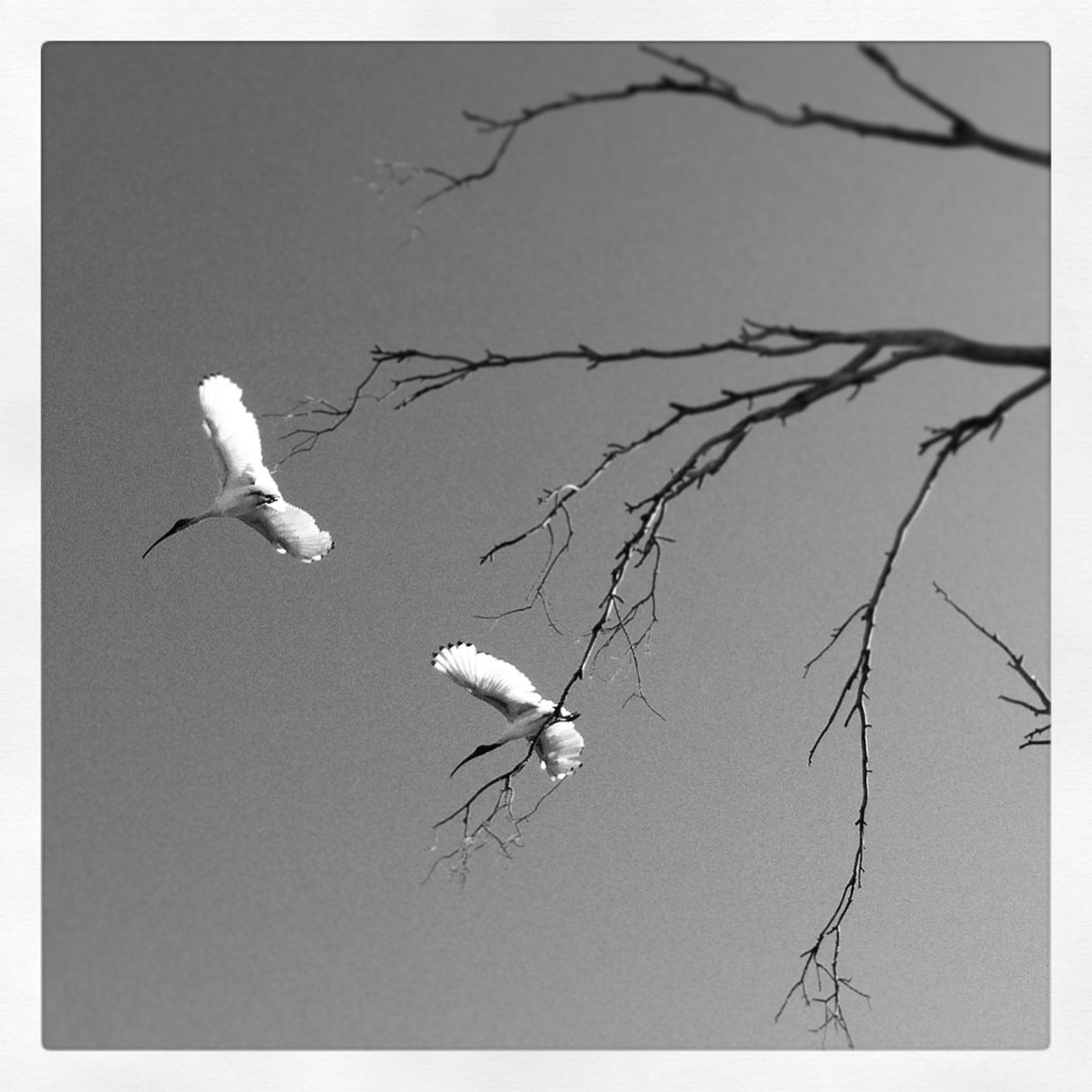 Birds in the Bush