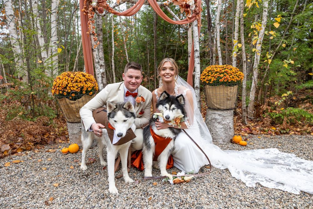 A white and brown dog stands near orange pumpkins and autumn decorations in a wooded outdoor setting.