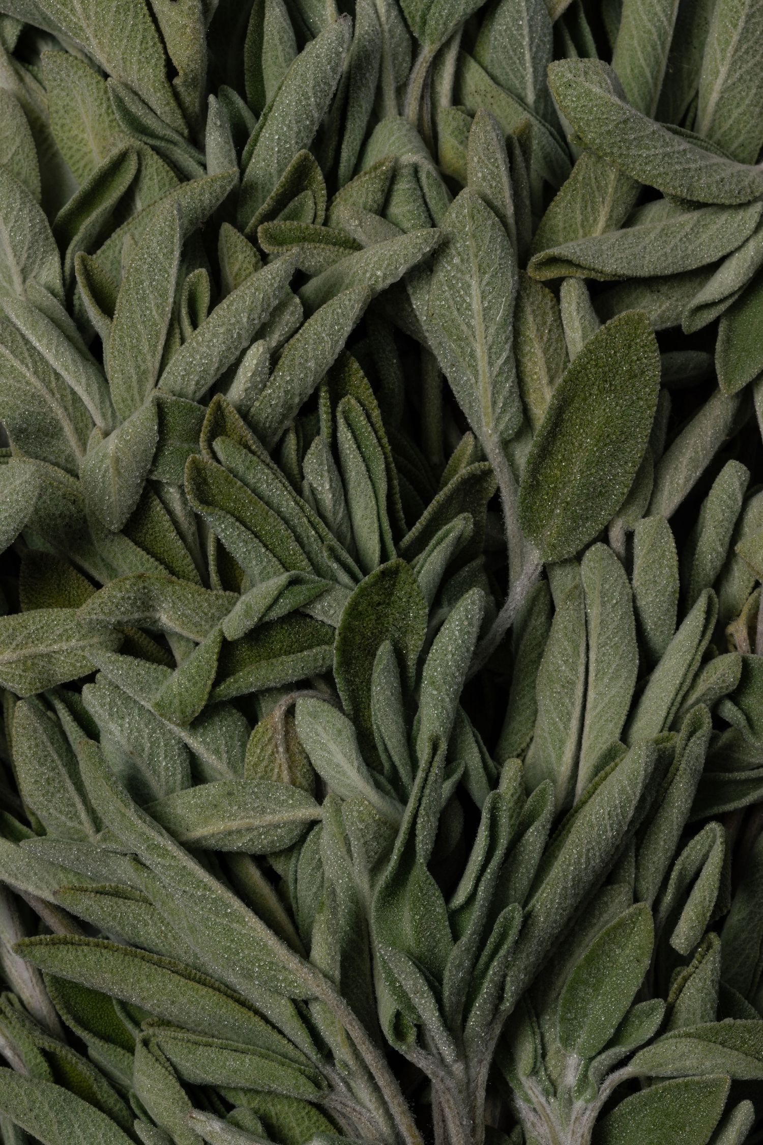 Sage Macro Shot, fuzzy leaves, water droplets