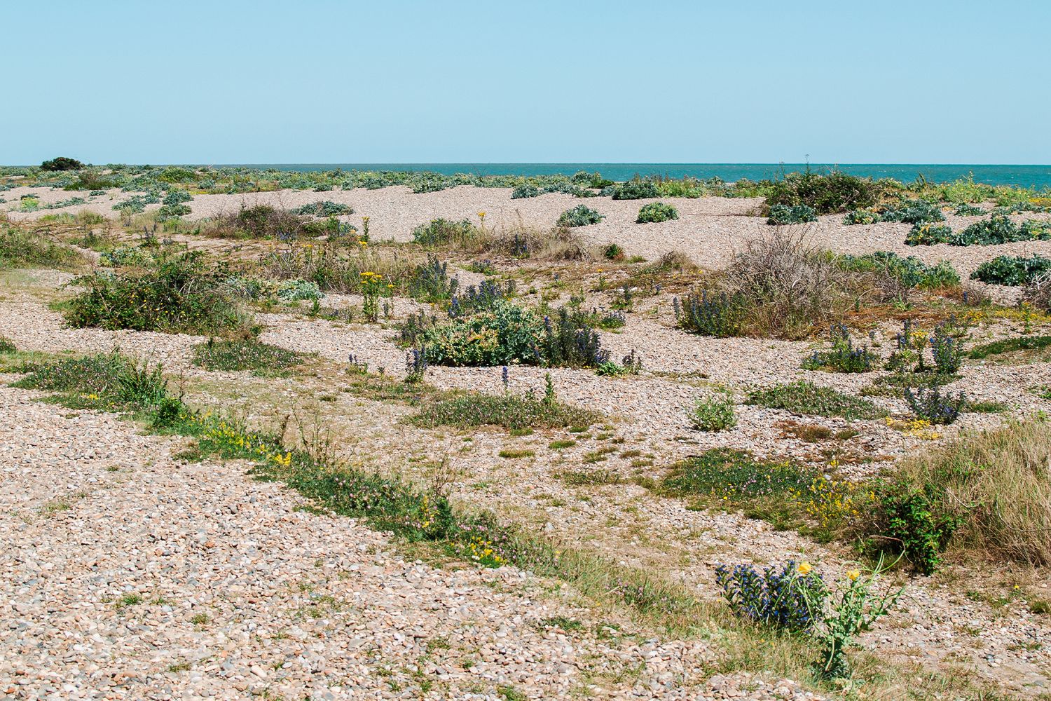 A rocky shingle beach with sparse coastal vegetation and shrubs under a clear blue sky near the ocean.  Aldeburgh coast Olympus E-500.