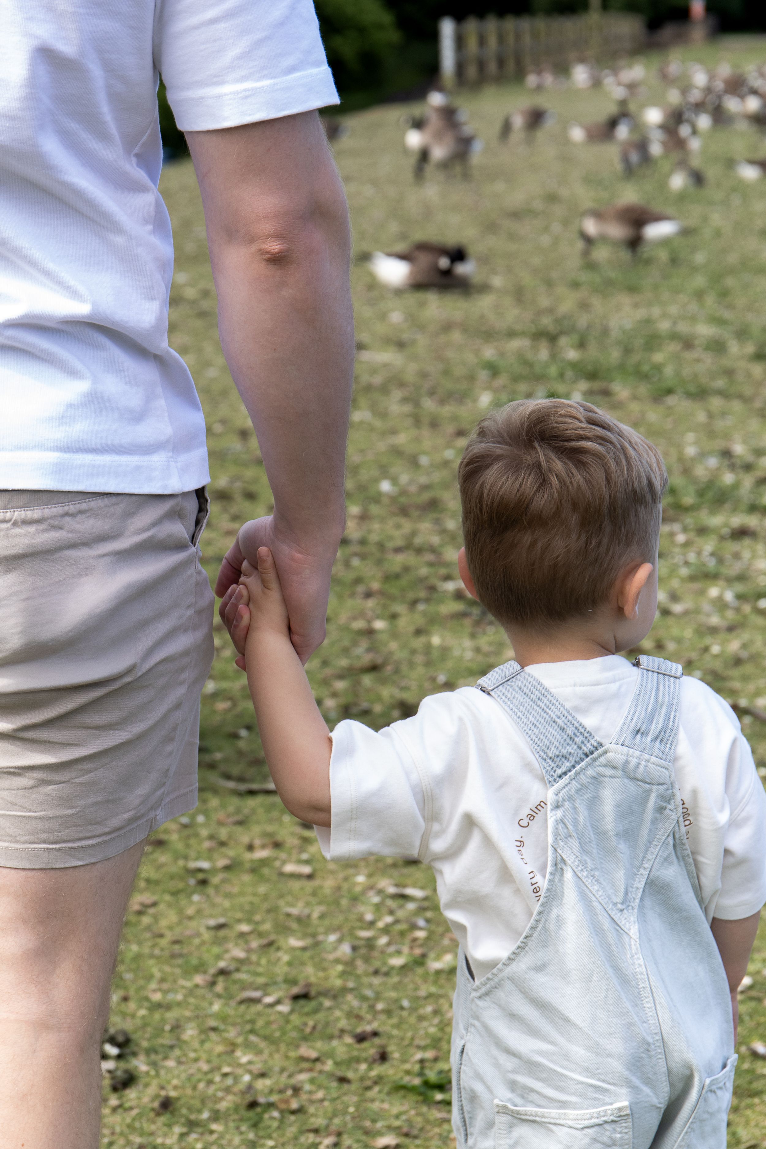 A young child holds dads hand while watching geese in a park Outdoor natural family photoshoot Nottingham