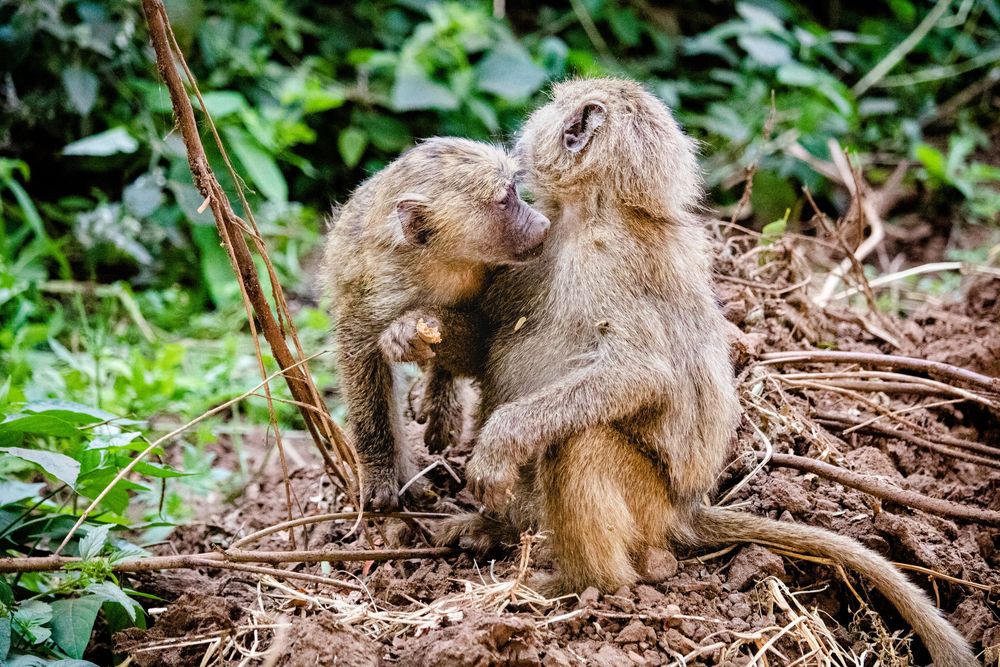 Grooming